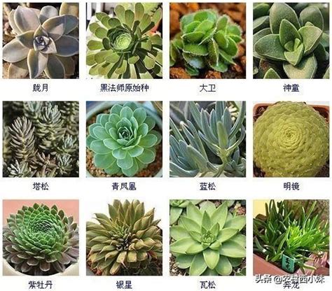 多肉植物名稱查詢|100種常見多肉植物圖鑑